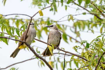 Yellow vented Bulbul