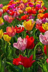 Natur Frühling 2018 Tulpen Feld