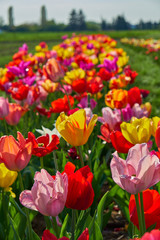 Natur Frühling 2018 Tulpen Feld