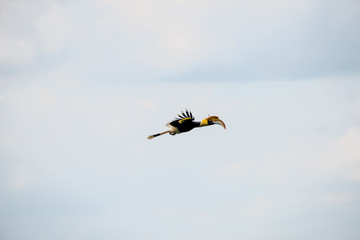 Flying great hornbill at Khao Yai national park, THAILAND