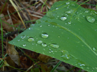 dew on the leaf of lily of the valley
