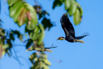 Wreathed hornbill at Khao Yai national park, THAILAND