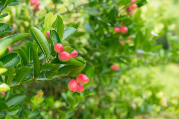 Carissa carandas Linn, Carandas-plum, fruits and herbs.