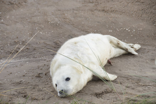 Grey Seal Pup at Donna Nook