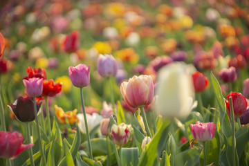 Tulpen