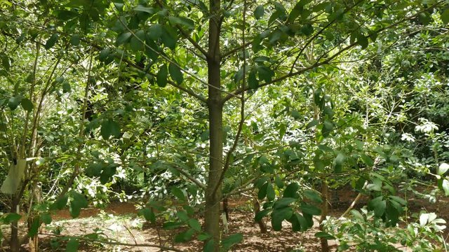 Ilex paraguariensis tree, known as yerba mate, in the botanical garden of Buenos Aires.