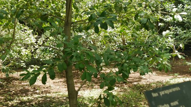Ilex paraguariensis tree, known as yerba mate, in the botanical garden of Buenos Aires.