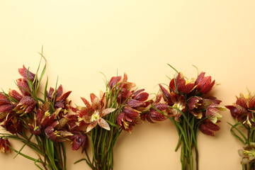 Flowers fritillaria background