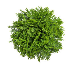 High angle view of a tree, plant isolated on white background