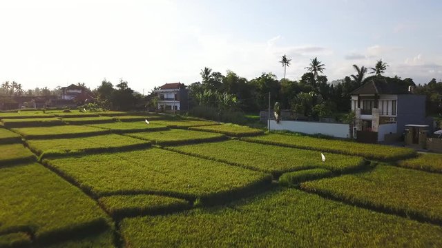 Beautiful aerial view of houses on rice plantation at sunset aerial footage