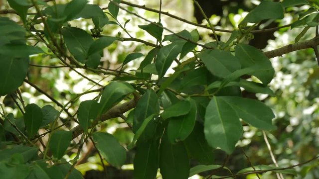 Leaves of ilex paraguariensis tree, known as yerba mate, in the botanical garden of Buenos Aires.