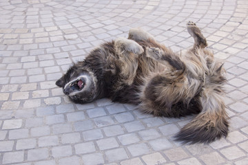 adorable dog, looking for cuddling