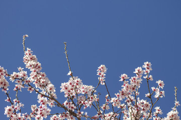 detail of almond tree flowering