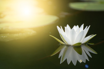 Fototapeta na wymiar Beautiful lotus flower in pond,The symbol of the Buddha, Thailand.