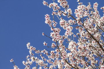 almond tree flowering in springtime