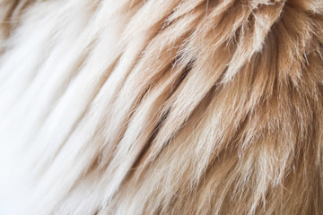 Cat fur extreme close up. Ginger Maine Coon longhair cat breed fur.