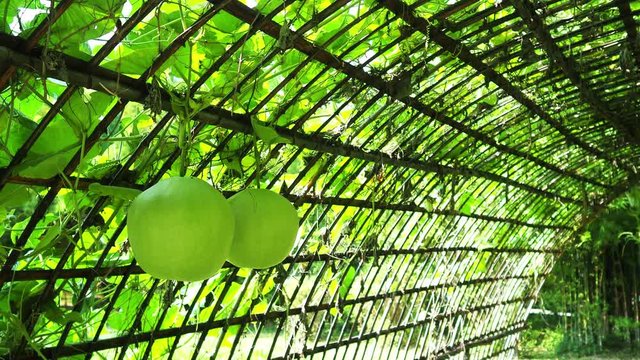 Winter melon.