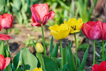 Nahaufnahme von Tulpen im Blumengarten 