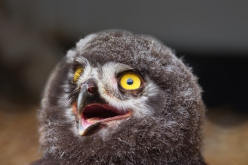 Young owl