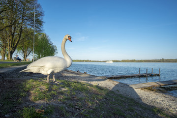 Swan on the beach
