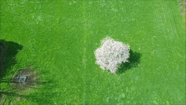 A cherry blossom in the middle of a field