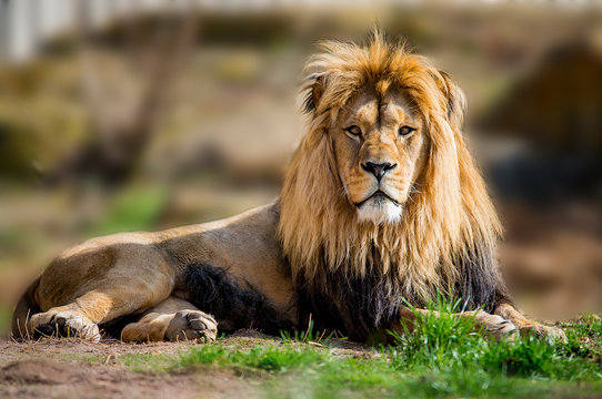 Afrik Urlaub in der savanne Loewe mann in der Sonne 2018