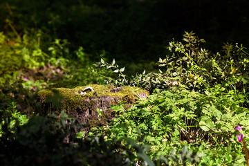 A corner of wood illuminated by the sun