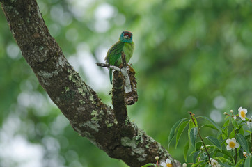 Blue-throated Barbet perching on tree