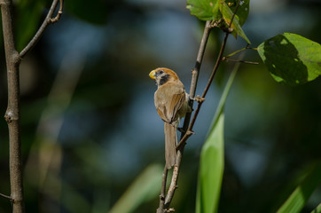 Spot- breasted Parrotbill on branch in nature