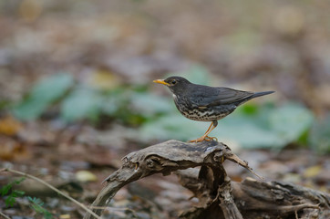 Japanese Thrush (Turdus cardis) bird