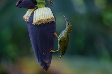 treaked Spiderhunter (Arachnothera magna)