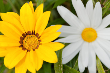 Flower of Gazania hybrida