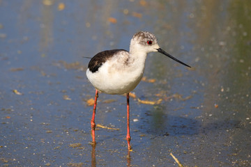 Cavaliere d'Italia (Himantopus himantopus)