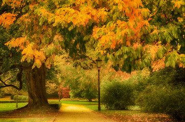 Naklejka na ściany i meble Autumn sunny park with orange trees and empty alley , natural seasonal background