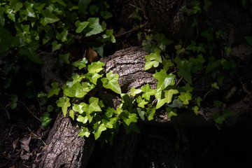 Ivy (Hedera Helix) plant climbing up tree trunk
