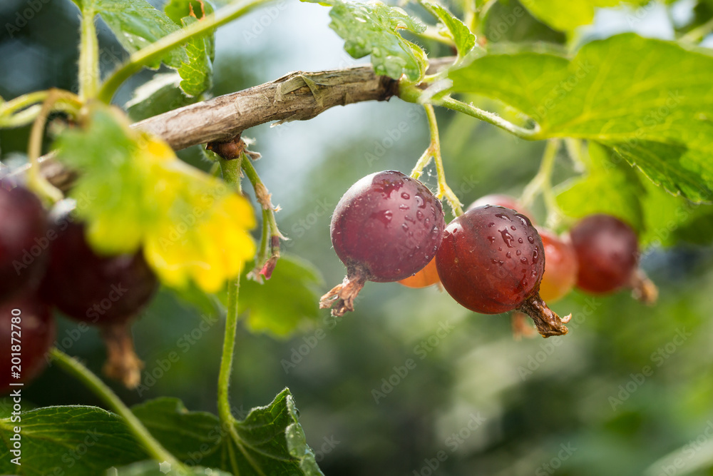 Wall mural branch with sweet ripe green gooseberries (agrus) in the garden