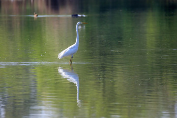  Airone bianco (Ardea alba) 