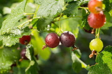 Branch with sweet ripe green gooseberries (agrus) in the garden