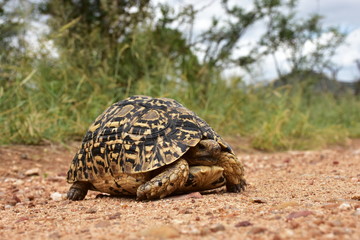 Leopard tortoise in South Africa, Kruger National park, region 