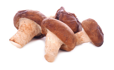 Shitake Mushrooms on white background