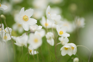 Beautiful white anemona flowers growing on the meadow in spring time, natural outdoor seasonal soft background