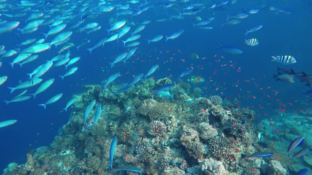viele verschiedene Schwärme von verschiedenen Fischen in einem Korallenriff