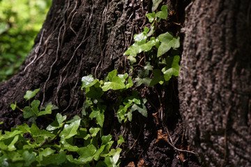 Ivy (Hedera Helix) plant climbing up tree trunk