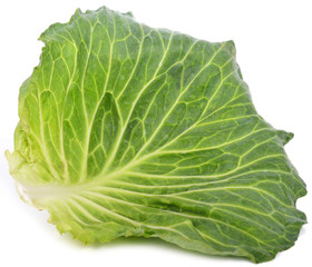 cabbage leaf against white background