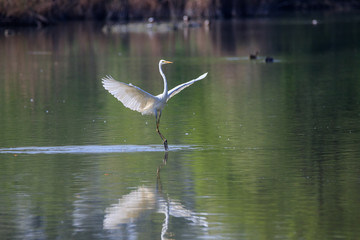  Airone bianco (Ardea alba) 