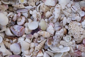 A variety of seashells. Mollusk colorful shells. Seashell texture.