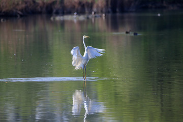  Airone bianco (Ardea alba) 
