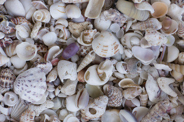 A variety of seashells. Mollusk colorful shells. Seashell texture.
