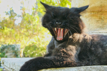 Black cat lying, relaxing and yawning in the sunlight outdoors in a park showing tongue and teeth
