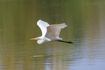  Airone bianco (Ardea alba) 